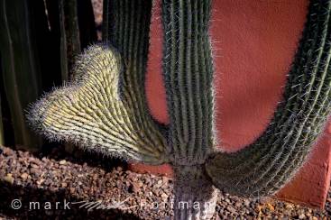 Cacti - An Experiment